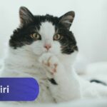 Örviri