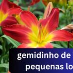 gemidinho de 72 pequenas lo