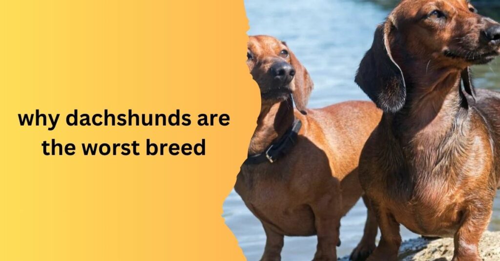 why dachshunds are the worst breed