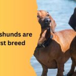 why dachshunds are the worst breed